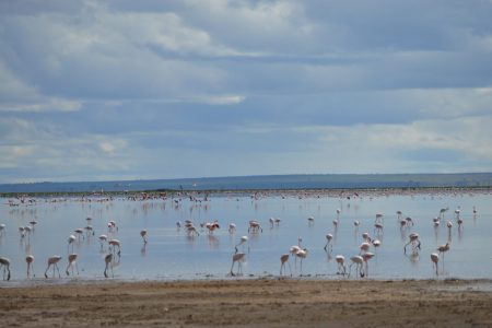 6 Days Maasai Mara, Lake Nakuru and Amboseli Safari