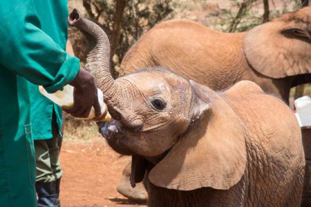 Nairobi Excursion at Elephant Orphanage