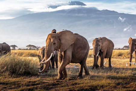 Save the Elephant Safari
