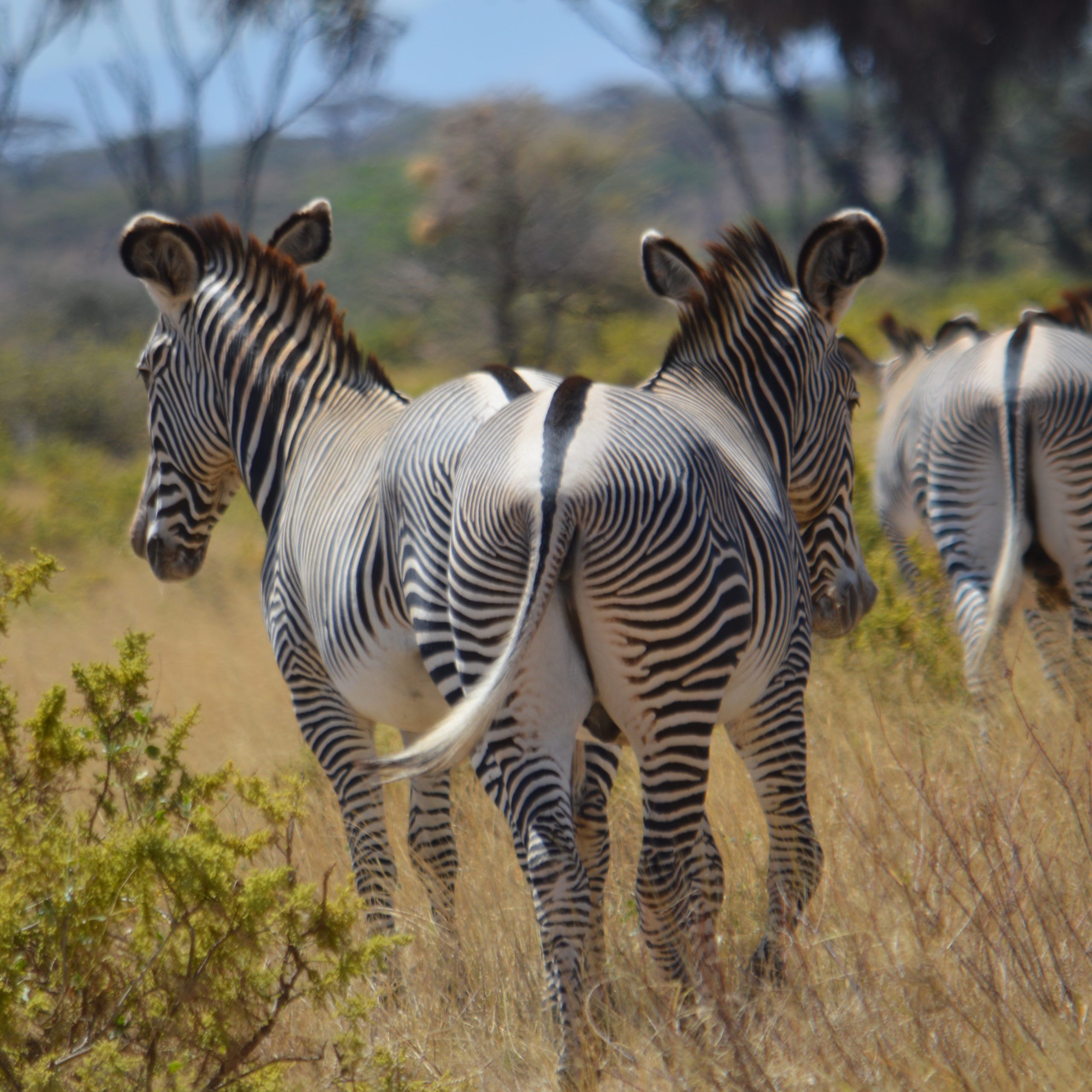 Authentic, Affordable East Africa Safaris