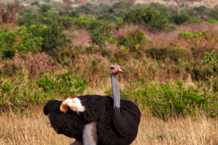 How does Entice Africa Safaris Limited assist in the planning of Uganda tours and safaris
