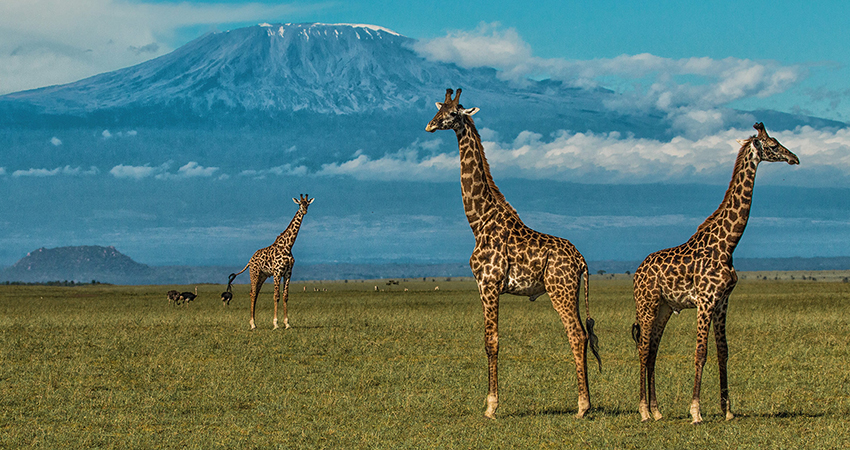 6-days-fly-in-luxury-kenya-safari