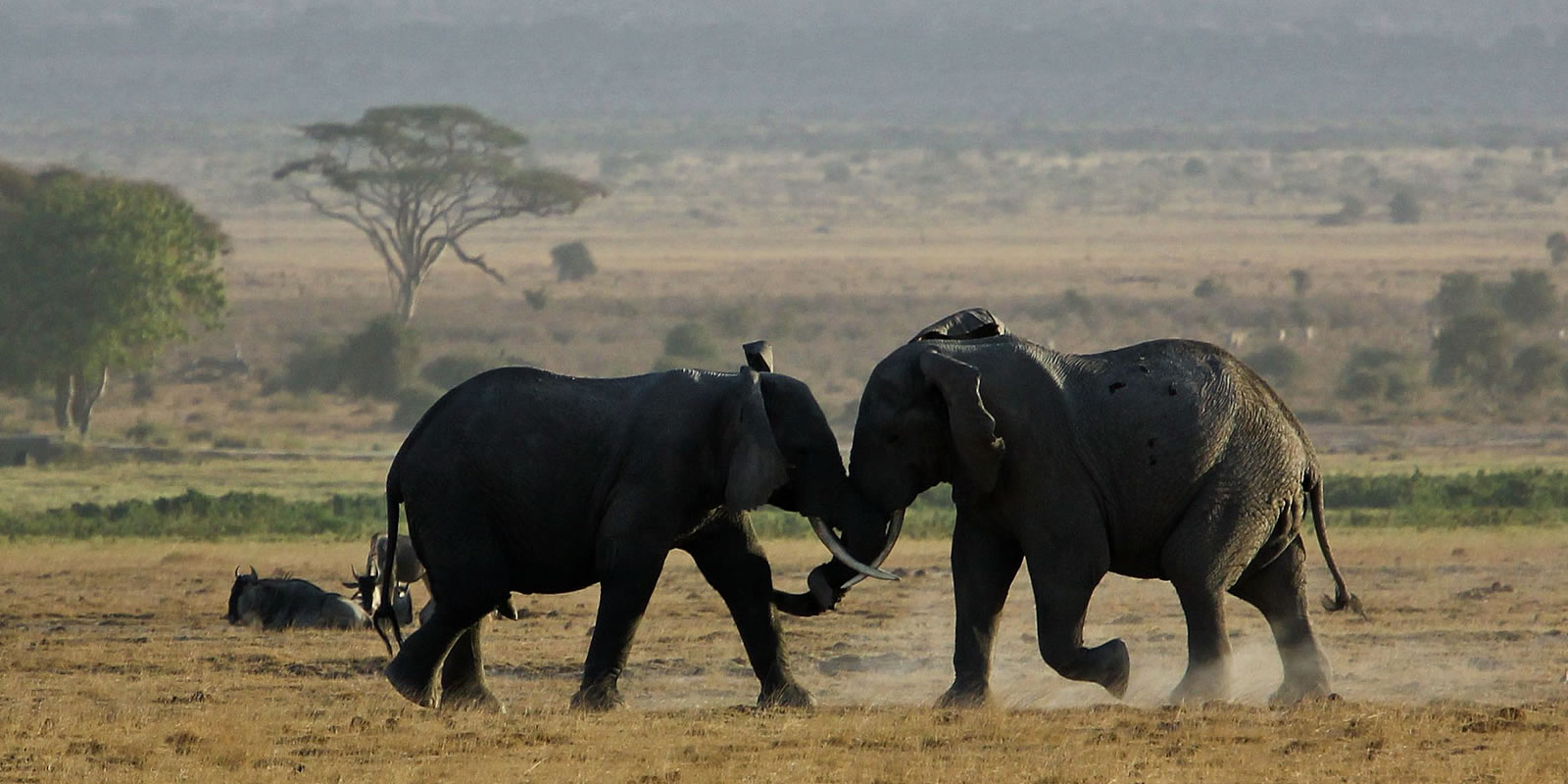 amboseli-national-park-slider amboseli-national-park-slider