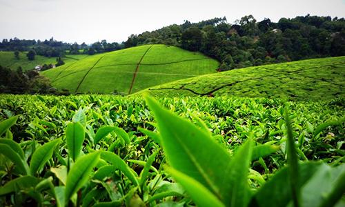 kiambethu-tea-farm