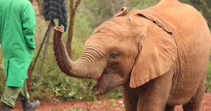 nairobi-excursion-at-elephant-orphanage