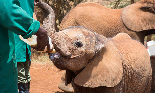 nairobi-excursion-at-elephant-orphanage