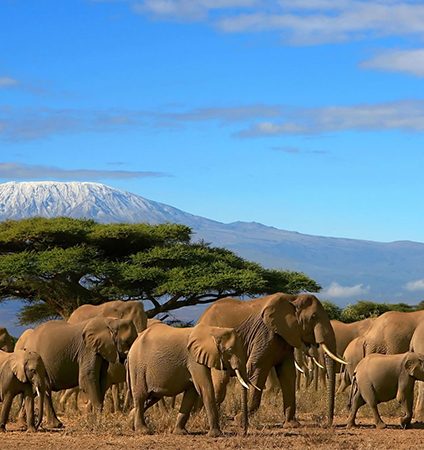 3-days-amboseli-national-park-safari-1