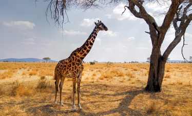 4-days-serengeti-ngorongoro-safari-1-1
