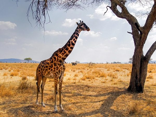 4-days-serengeti-ngorongoro-safari-1-1