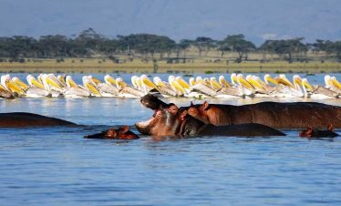 5-days-4-nights-lake-naivasha-lake-nakuru-and-masai-mara-family-safari-1 (1)