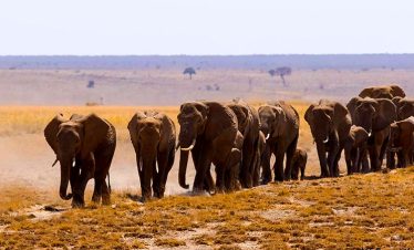 6-days-maasai-mara-lake-nakuru-and-amboseli-safari-1