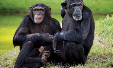 8-days-ol-pejeta-masai-mara-amboseli-luxury-kenya-safari-1