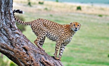 9-days-nairobi-lake-nakuru-maasai-mara-and-mombasa-1
