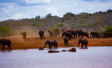 A herd of elephants at a watering hole in Mgeno Wildlife Conservancy