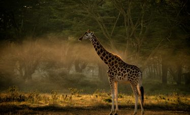 A young giraffe stands in a misty clearing just after sunrise in Samburu, Kenya.