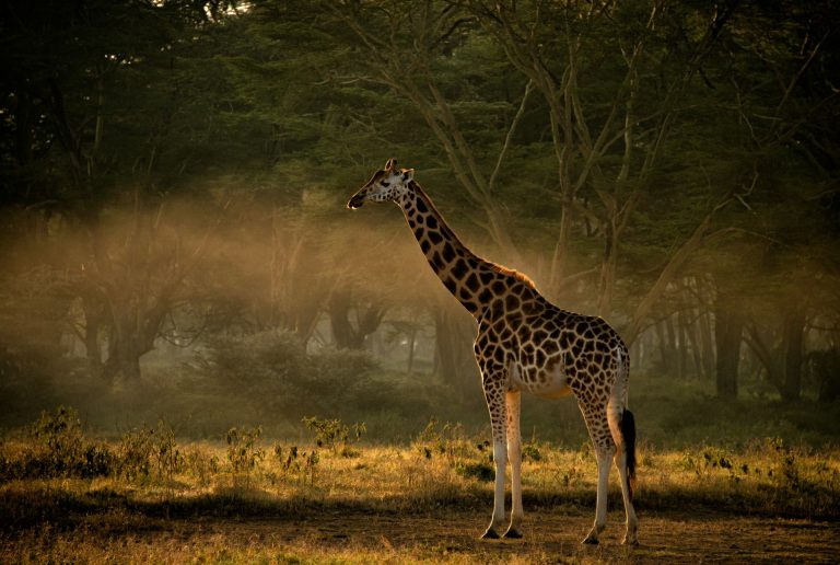 A young giraffe stands in a misty clearing just after sunrise in Samburu, Kenya.