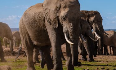 Amboseli safari_0004_elephants-in-south-africa-family-of-elephant-in-a-2025-01-09-08-21-23-utc