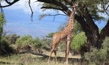 Amboseli_0000_DSC_0290