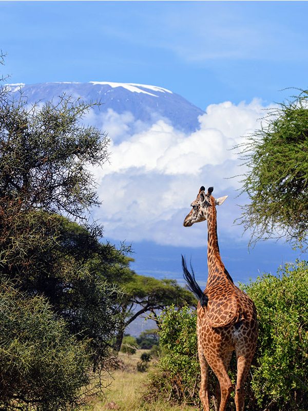 Amboseli_0001_DSC_0286
