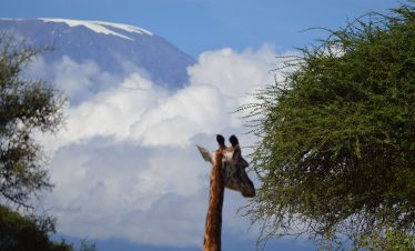 Amboseli_0002_DSC_0285