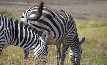 Amboseli_0003_DSC_0295