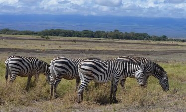 Amboseli_0004_DSC_0294