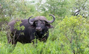 Buffalo