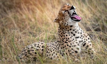 Cheetah @ Serengeti