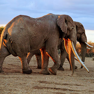 Entice Africa safaris and Tour Agency