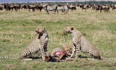 Experience-the-Miracle-of-Tanzania-Calving-Season-9