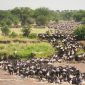 Great wildebeest migration crossing Mara river at Serengeti National Park - Tanzania