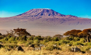 Kilimanjaro no clouds in african Winter from Amboseli national park – Kenya with zebras and giraffes