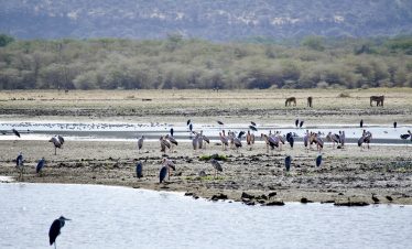 Lake Manyara National Park, Arusha, Tanzania
