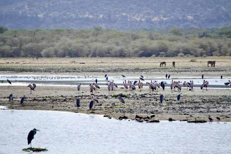 Lake Manyara National Park, Arusha, Tanzania