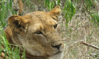 Lioness in a bush, Ol Pejeta, Kenya