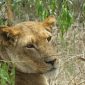 Lioness in a bush, Ol Pejeta, Kenya
