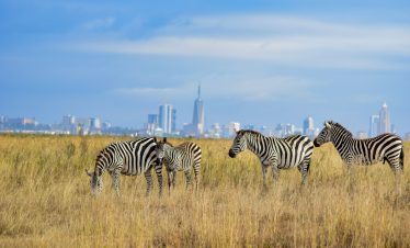 Nairobi National Park, Kenya.