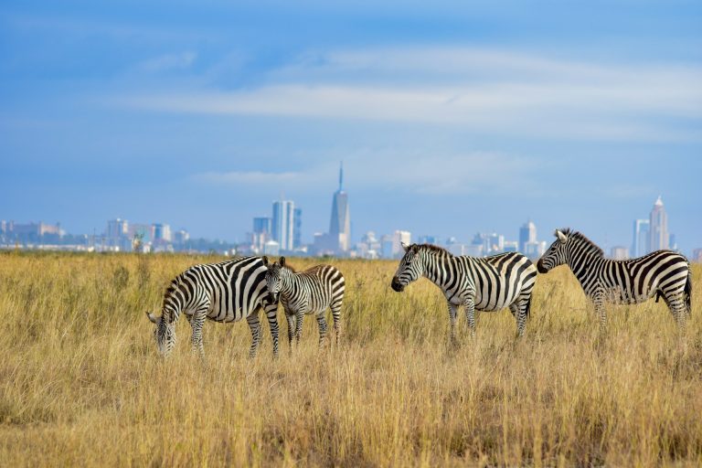 Nairobi National Park, Kenya.