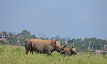 Nairobi National park_0000_DSC_0218
