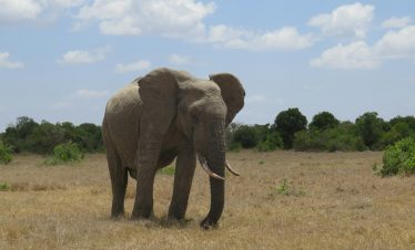 Ol Pejeta Conservancy, Nanyuki, Kenya