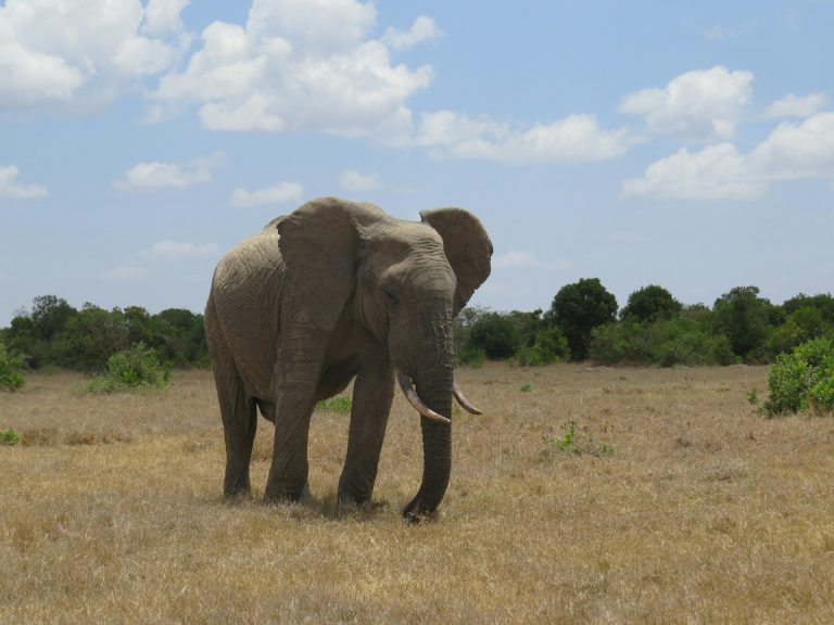 Ol Pejeta Conservancy
