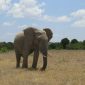 Ol Pejeta Conservancy, Nanyuki, Kenya