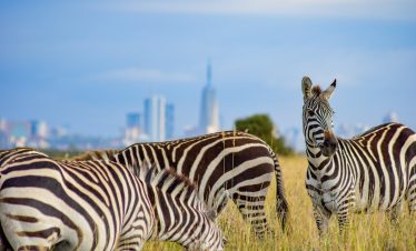 Safari in Nairobi National Park, Kenya.