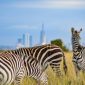 Safari in Nairobi National Park, Kenya.