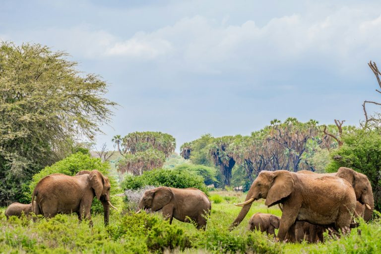 Samburu National Reserve, Samburu, Kenya