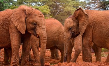 Sheldrick Elephant & Rhino Orphanage, Magadi Road, Nairobi, Kenya
