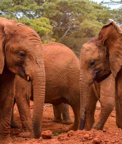 Sheldrick Elephant & Rhino Orphanage, Magadi Road, Nairobi, Kenya