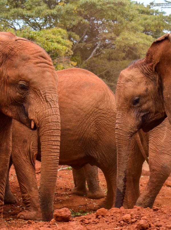 Sheldrick Elephant & Rhino Orphanage, Magadi Road, Nairobi, Kenya
