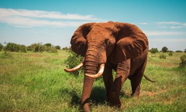 Tsavo East National Park, Kenya