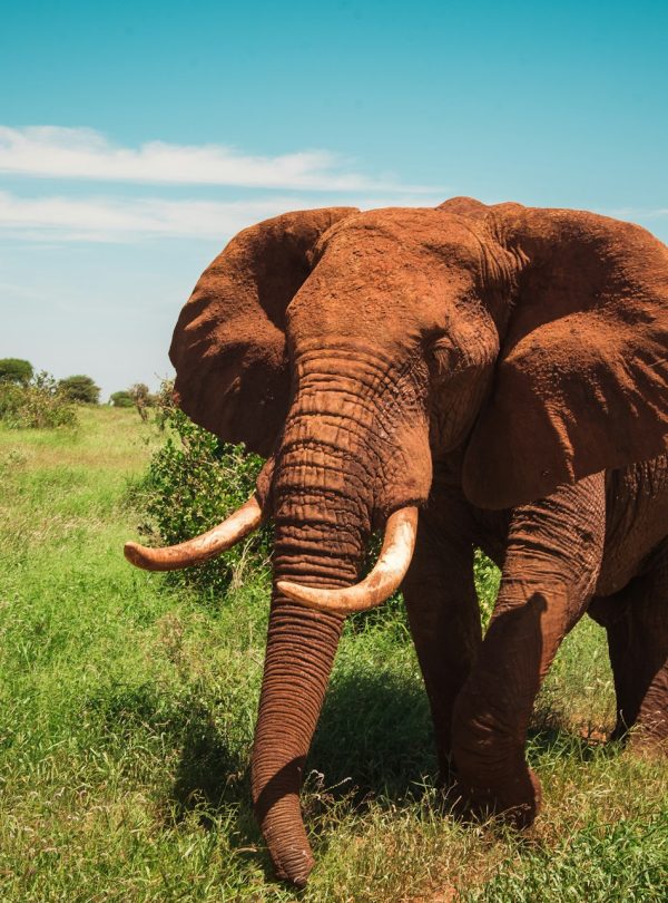 Tsavo East National Park, Kenya